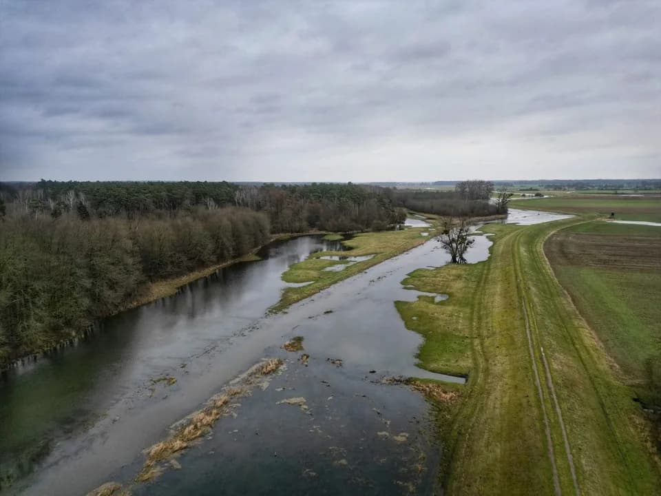 Leśników z Nadleśnictwa Jarocin cieszy to, że Lutynia się rozlewa — zdjęcie 3 z 6