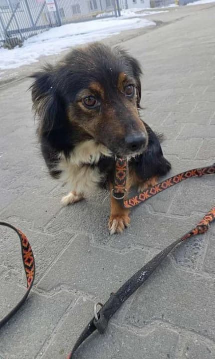 Mieszkańcom Teresy w gminie Nowe Miasto odebrano dwa psy — zdjęcie 5 z 15