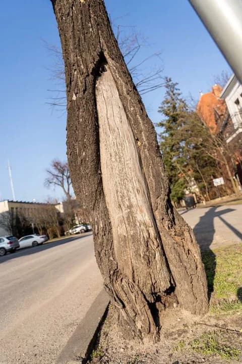 Drzew przy jarocińskich ulicach, które są remontowane — zdjęcie 3 z 6