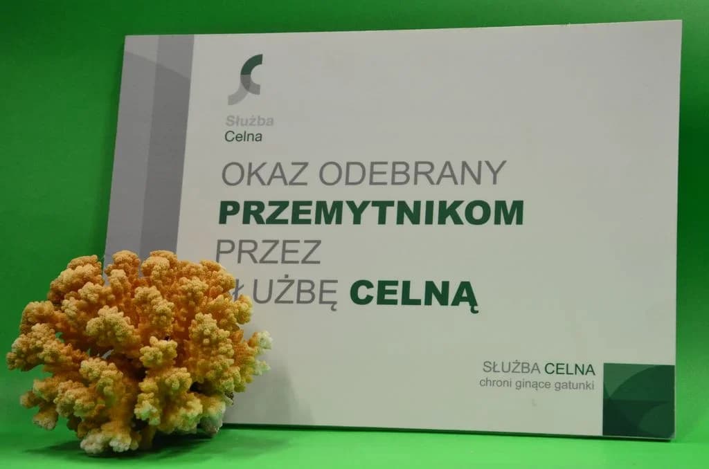Koralowce – zrezygnuj z takiej pamiątki.