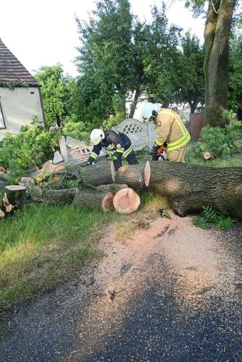 Stare drzewa przy drodze powiatowej stwarzają zagrożenie. Mieszkańcy alarmują — zdjęcie 3 z 11