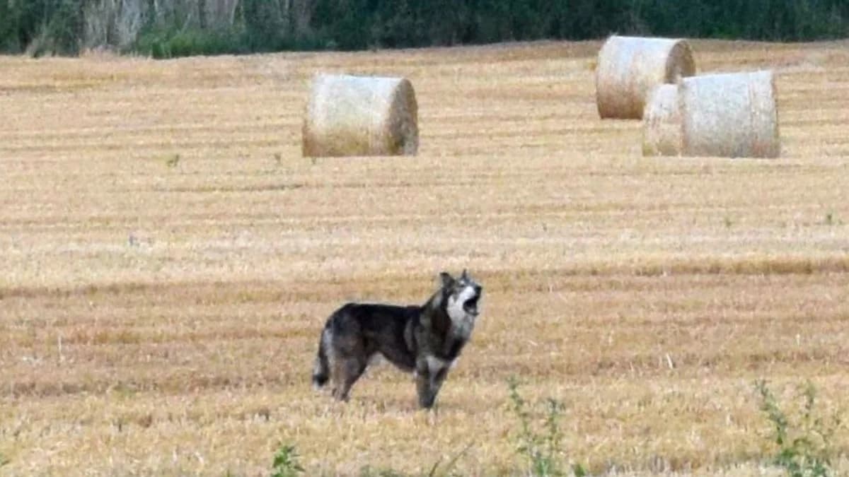 Żerków. Pies grasuje na Podlesiu. Czy jest niebezpieczny dla ludzi? [ZDJĘCIA]