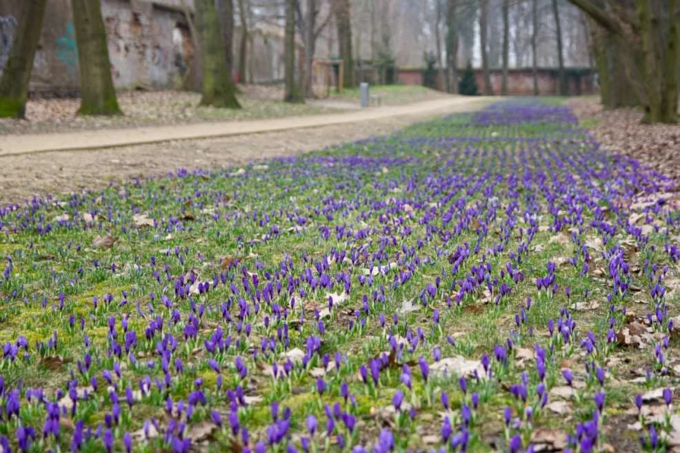 Krokusy w jarocińskim parku Radolińskich — zdjęcie 3 z 18