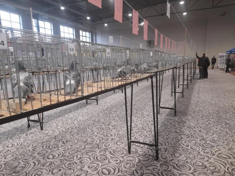 Wystawa gołebi pocztowych w Jarocinie — zdjęcie 3 z 146