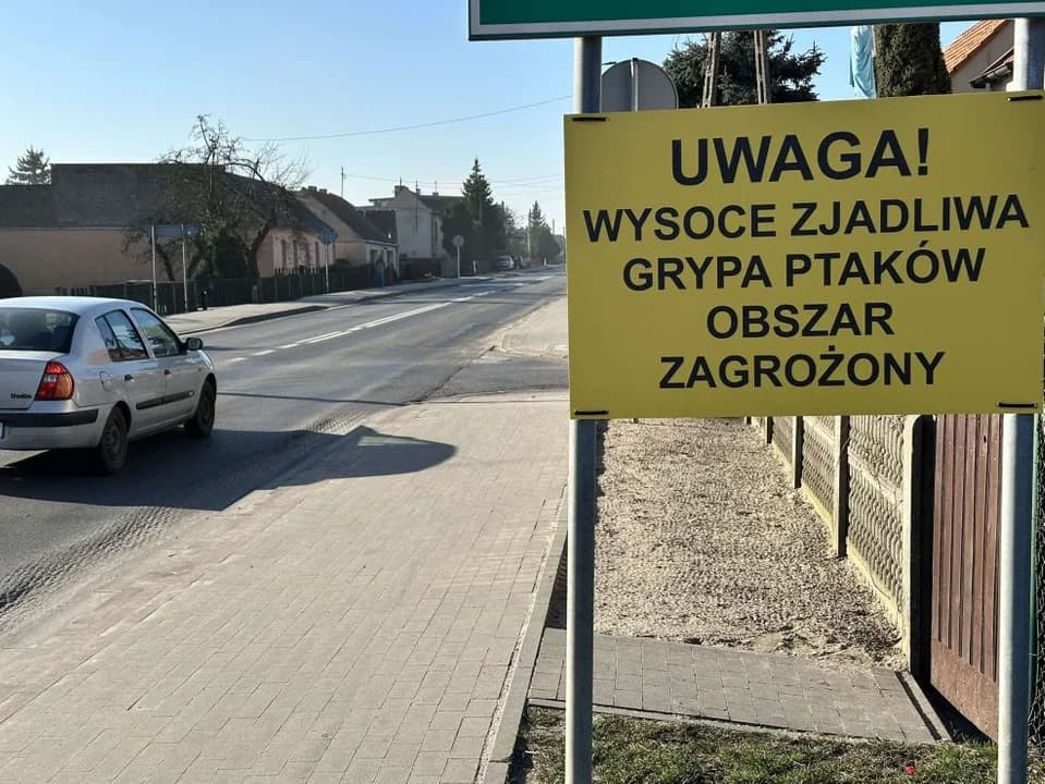 Zagazują ponad 300 tysięcy kurcząt. Ptasia grypa w jednej z ferm w gminie Jarocin — zdjęcie 6 z 6