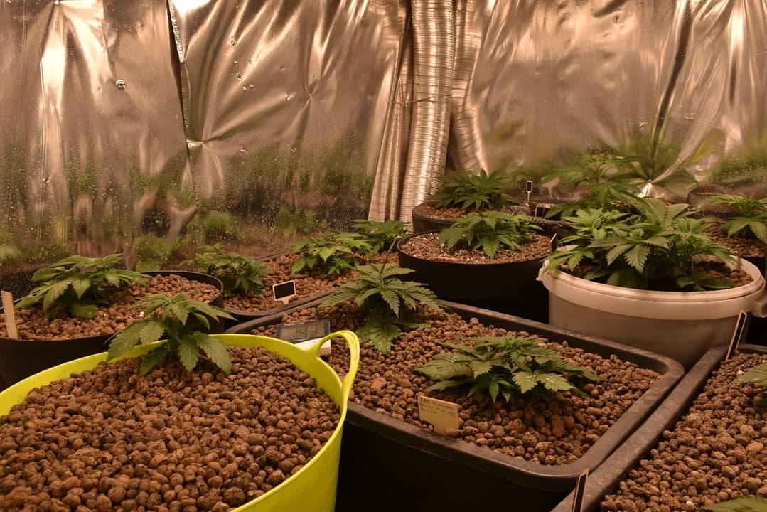 Kryminalni ujawnili i zabezpieczyli 36 krzewów ziela konopi innych niż włókniste, a także 2 kg marihuany