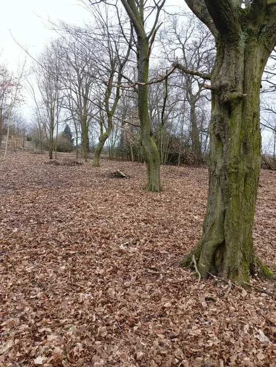 Tak wygląda park w Kurcewie po zakończeniu prac pielęgnacyjnych