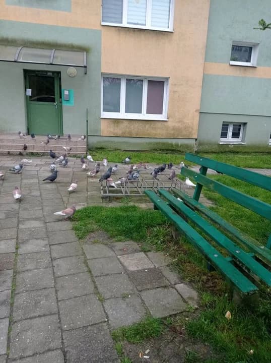 "Nie ma serca nie karmić gołąbków" - horror mieszkańców trzech bloków w Jarocinie — zdjęcie 5 z 27