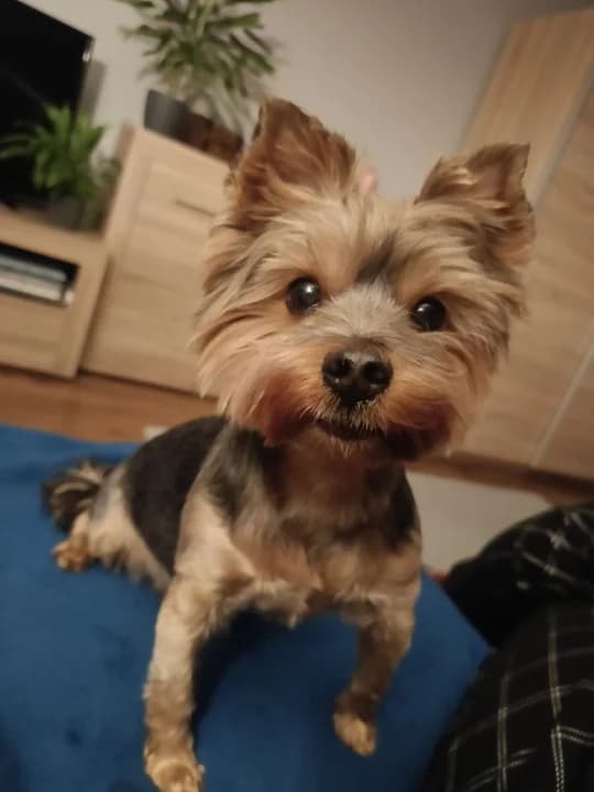 Amstaff zagryzł yorka na jednym z jarocińskich osiedli