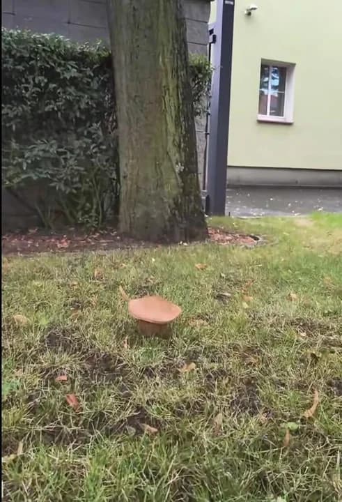 Szukali grzybów w lesie. Znaleźli pod... biurem Nadleśnictwa Jarocin [ZDJĘCIA, WIDEO] — zdjęcie 4 z 6