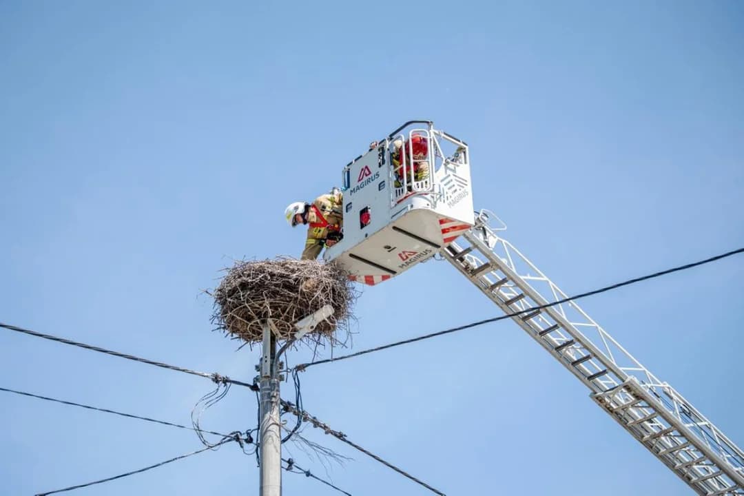 Strażacy ratowali bocianie jajka