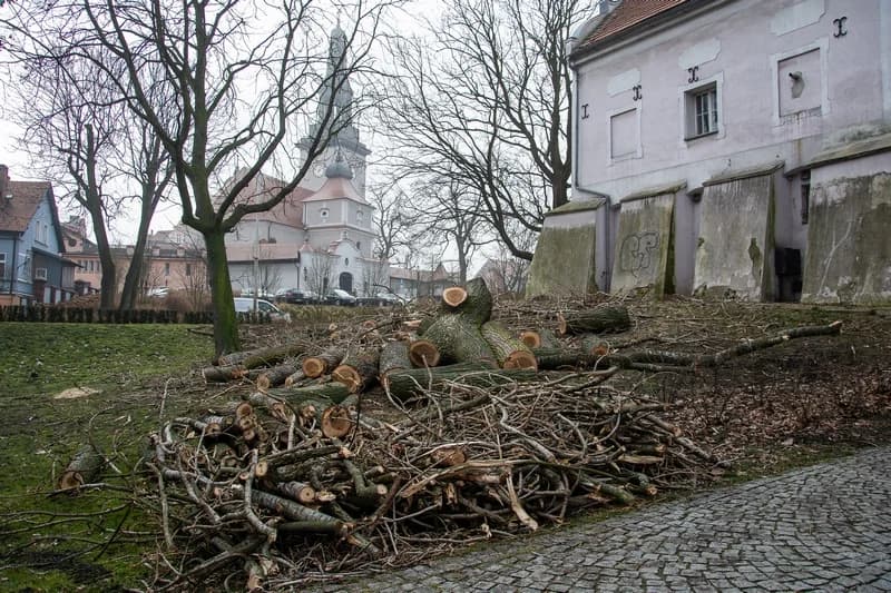 W centrum Jarocina i w parku Radolińskich trwają pierwsze w tym roku prace pielęgnacyjne rosnących tam drzew [ZDJĘCIA] — zdjęcie 6 z 44