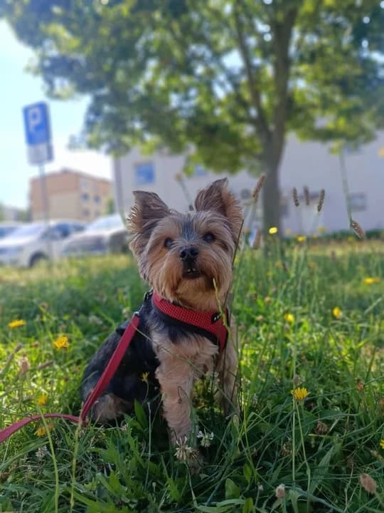 Amstaff zagryzł yorka na jednym z jarocińskich osiedli