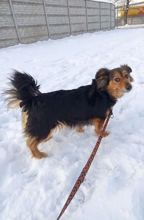 Mieszkańcom Teresy w gminie Nowe Miasto odebrano dwa psy — zdjęcie 6 z 15