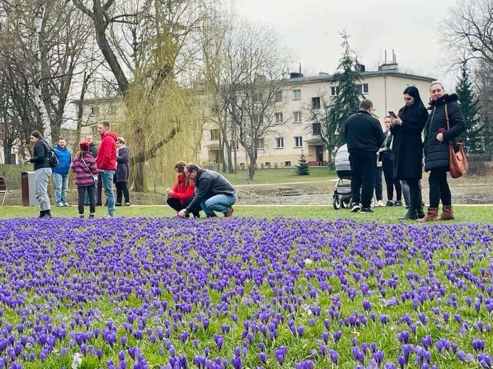Tłumy w Parku Radolińskich w Jarocinie. Krokusy zachwycają, plac zabaw rozczarowuje [ZDJĘCIA]