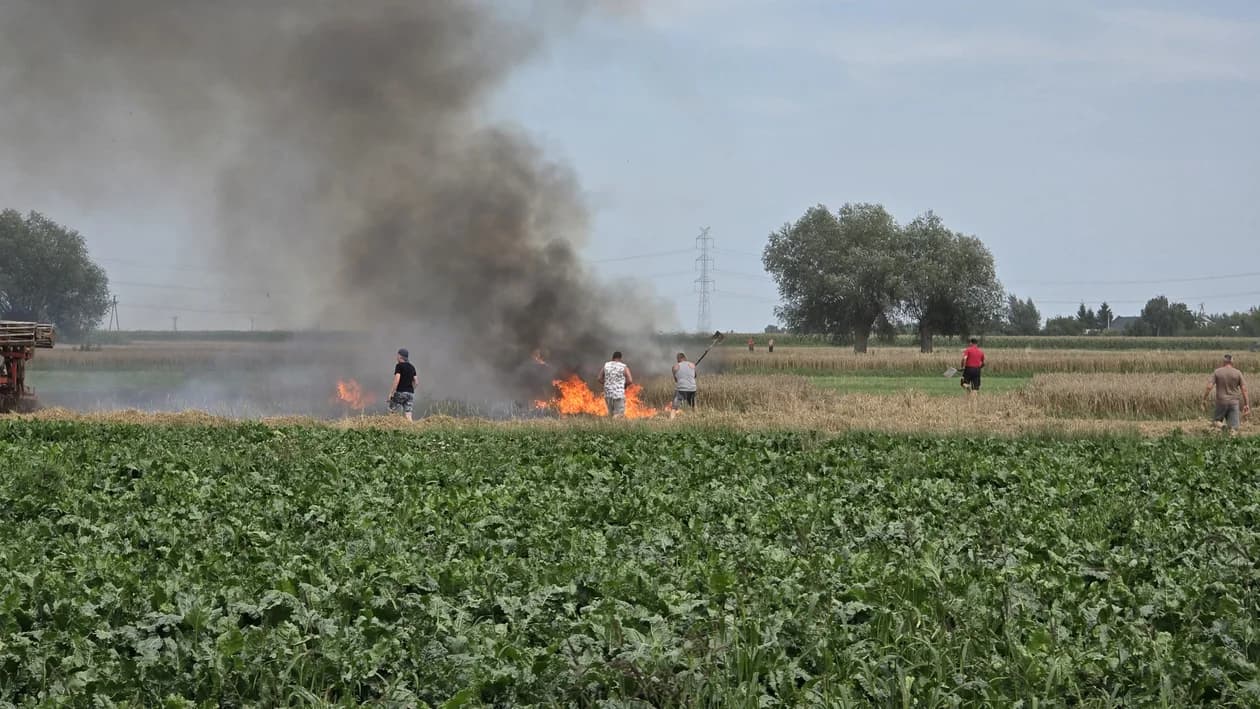 Pożar na polu w Potarzycy. Trzy zastępy straży w akcji [ZDJĘCIA] — zdjęcie 6 z 12