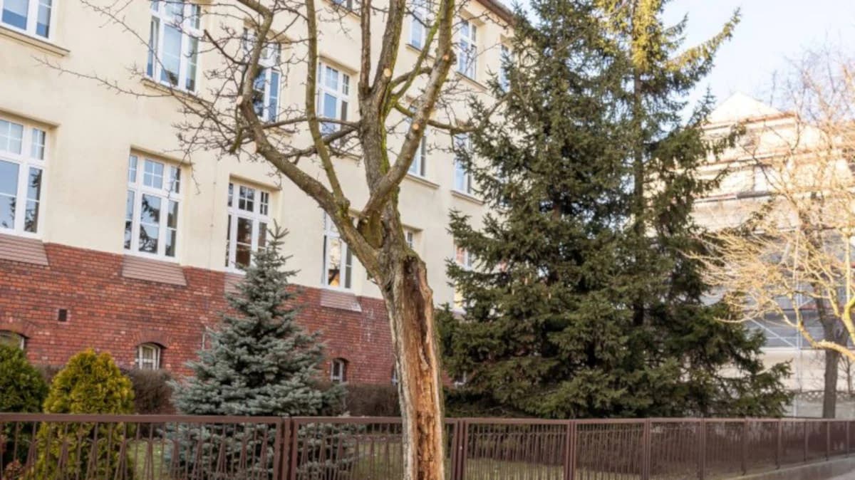 Osiem drzew przy jarocińskich ulicach, które są remontowane, zostało przeznaczonych do wycinki. Dlaczego akurat te? [ZDJĘCIA]