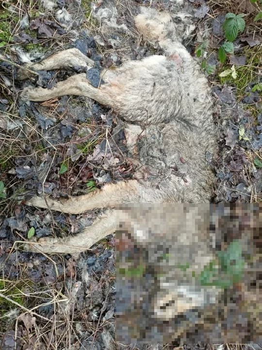 Martwego wilka z raną postrzałową znaleziono w gminie Żerków