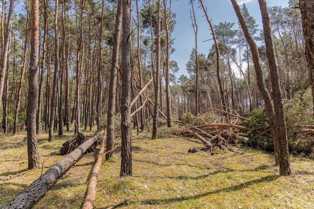 Zniszczeniu uległo około 2 hektary lasu sosnowego.