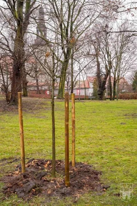 Dąb Eugeniusz został posadzony w parku Radolińskich w Jarocinie — zdjęcie 3 z 14
