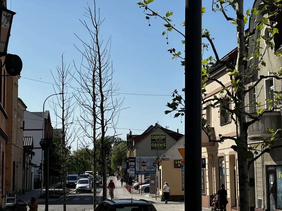 Drzewa w centrum Jarocina — zdjęcie 4 z 20