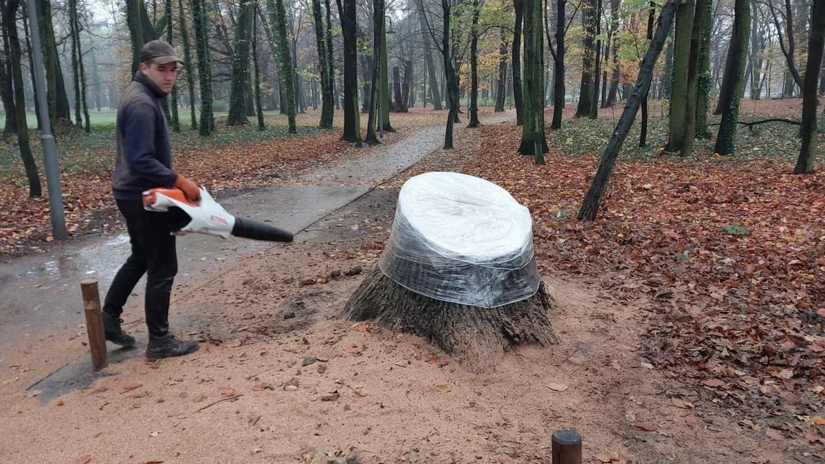 Zaznaczą ważne dla Jarocina daty na pniu dębu w parku Radolińskich — zdjęcie 4 z 7