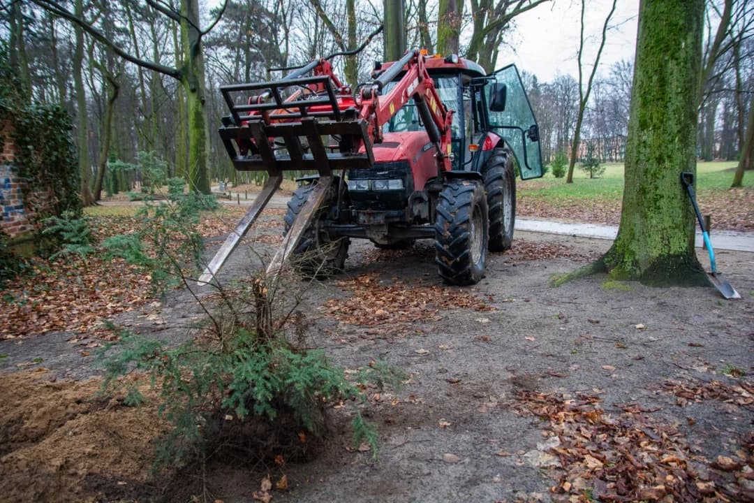 Nowe nasadzenia w Parku Radolińskich w Jarocinie