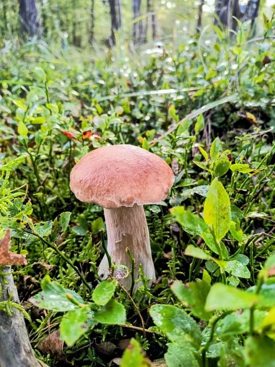 Okazy grzybów w jarocińskich lasach