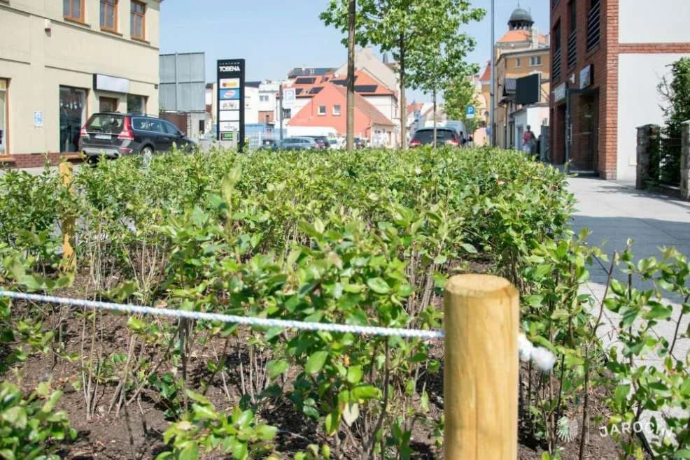 Przetarg na utrzymanie i pielęgnację zieleni w części śródmieścia Jarocina — zdjęcie 3 z 10