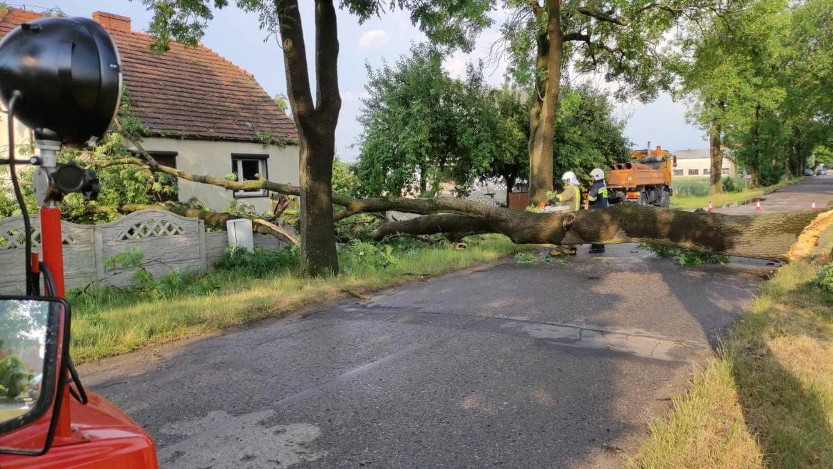 Stare drzewa przy drodze powiatowej stwarzają zagrożenie. Mieszkańcy alarmują