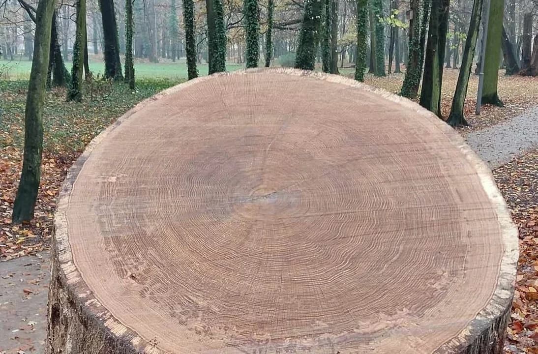 Zaznaczą ważne dla Jarocina daty na pniu dębu w parku Radolińskich — zdjęcie 2 z 7