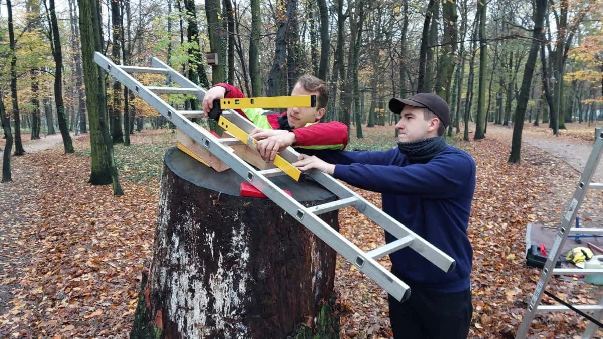 Zaznaczą ważne dla Jarocina daty na pniu dębu w parku Radolińskich [ZDJĘCIA]