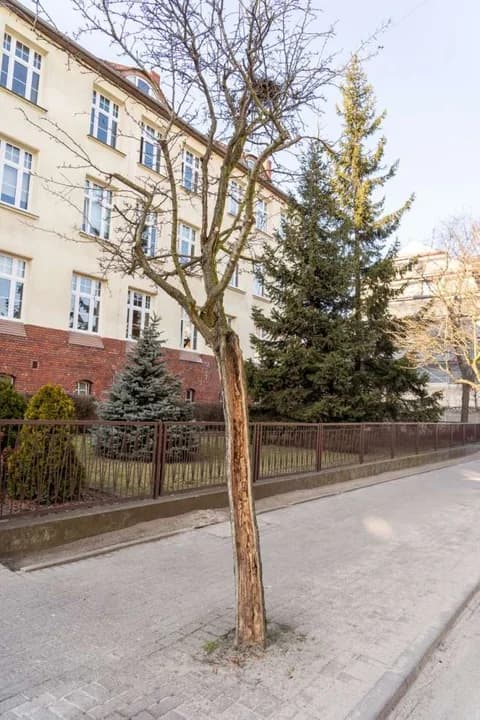 Drzew przy jarocińskich ulicach, które są remontowane — zdjęcie 5 z 6