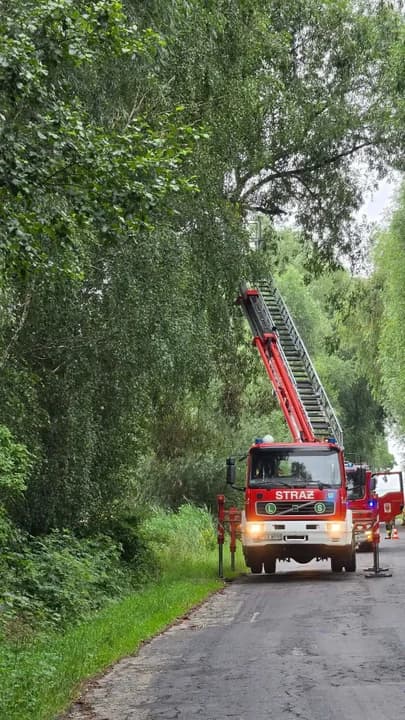 Wiatrołomy i zagrożenie na drogach. Strażacy usuwali skutki burzy — zdjęcie 4 z 9