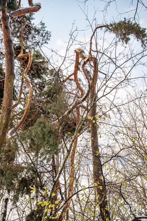 Sprzątanie po śnieżycy w gminie Jarocin — zdjęcie 6 z 36