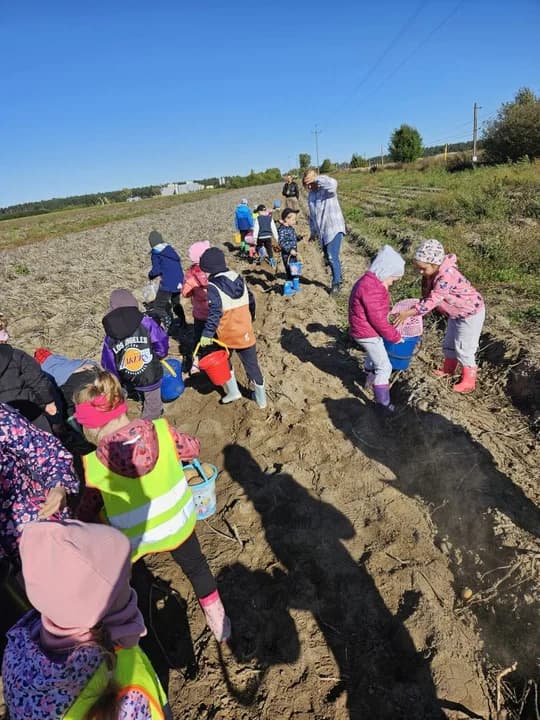 Dzieci z przedszkola "Marcinek" w Jarocinie pojechały na wykopki do Mieszkowa. Pracowały z zapałem na polu zbierając ziemniaki [ZDJĘCIA] — zdjęcie 2 z 5