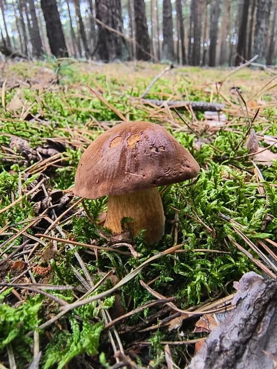 Okazy grzybów w jarocińskich lasach