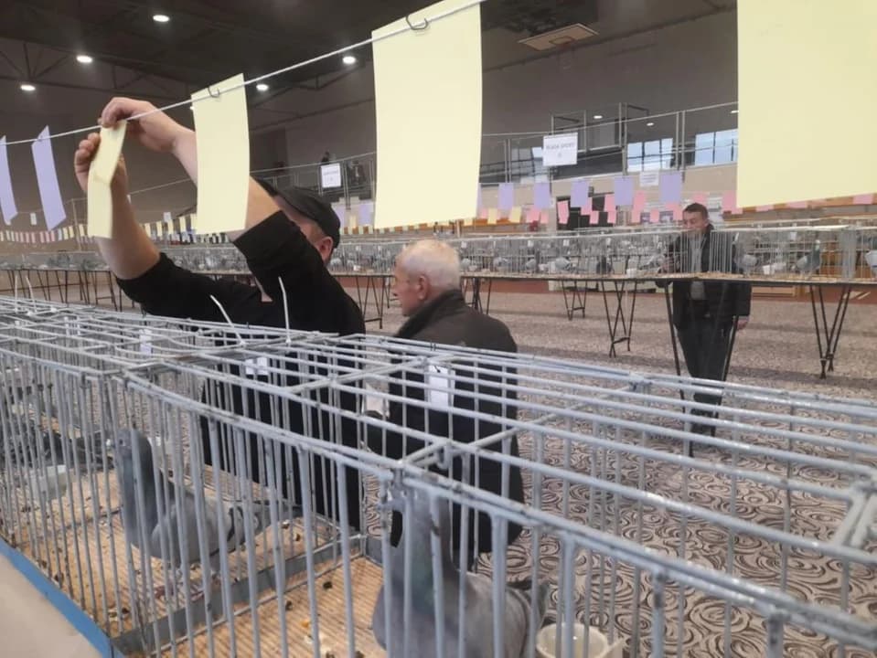 Około 200 gołębi pocztowych na wystawie w Jarocinie. Gdzie można je oglądać? [ZDJĘCIA] — zdjęcie 6 z 146