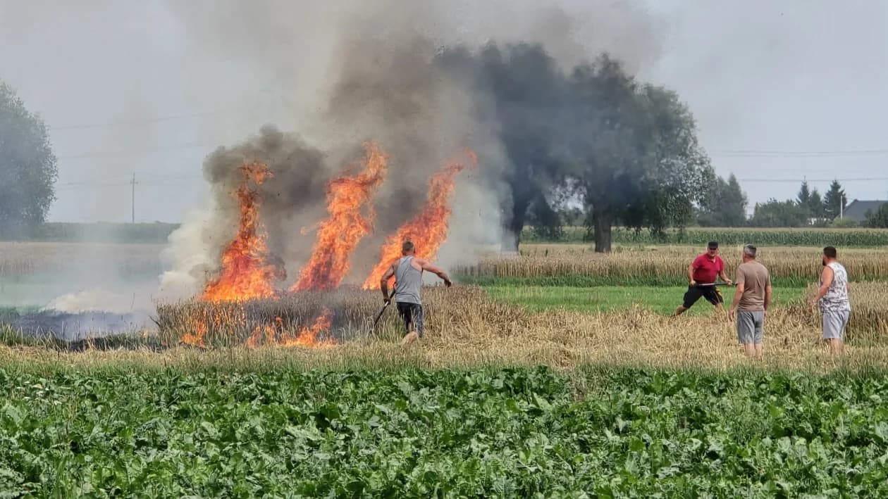Pożar na polu w Potarzycy. Trzy zastępy straży w akcji [ZDJĘCIA]