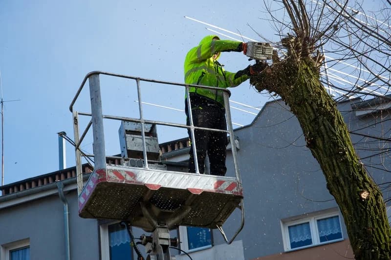 W centrum Jarocina i w parku Radolińskich trwają pierwsze w tym roku prace pielęgnacyjne rosnących tam drzew [ZDJĘCIA] — zdjęcie 5 z 44