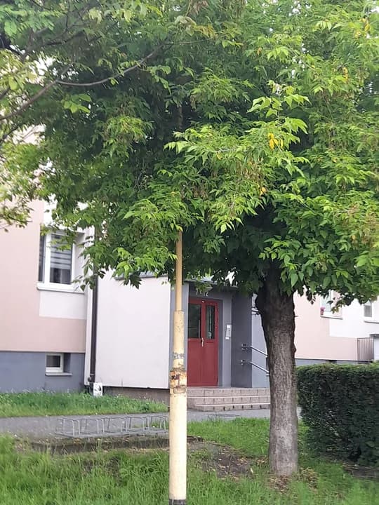 Gałęzie zasłaniają lampy na ulicy w centrum Jarocina [WIDEO] — zdjęcie 2 z 6
