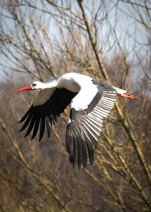 Bociany przylatują do Polski. Pojawiły się już w Waszej okolicy? — zdjęcie 5 z 11