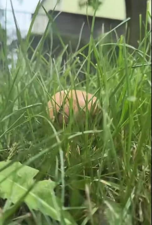 Szukali grzybów w lesie. Znaleźli pod... biurem Nadleśnictwa Jarocin [ZDJĘCIA, WIDEO] — zdjęcie 6 z 6