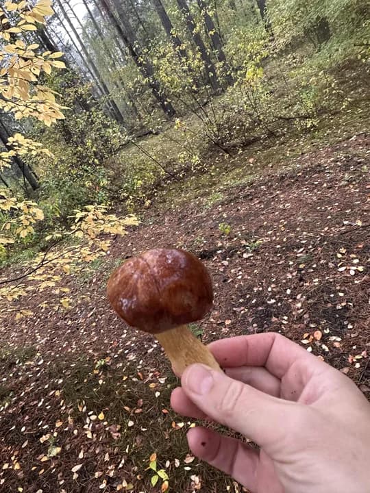 Sezon na grzyby w pełni! W lasach Nadleśnictwa Jarocin pojawiły się jesienne okazy. Leśnicy zdradzają ważne informacje! — zdjęcie 6 z 12