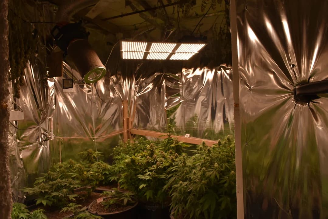 Plantacja konopi i narkotyki na terenie sąsiedniej gminy. 32-latek z prokuratorskimi zarzutami [ZDJĘCIA]