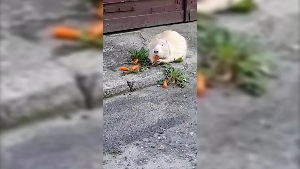 Nutria spaceruje po centrum Jarocina [WIDEO, ZDJĘCIA]