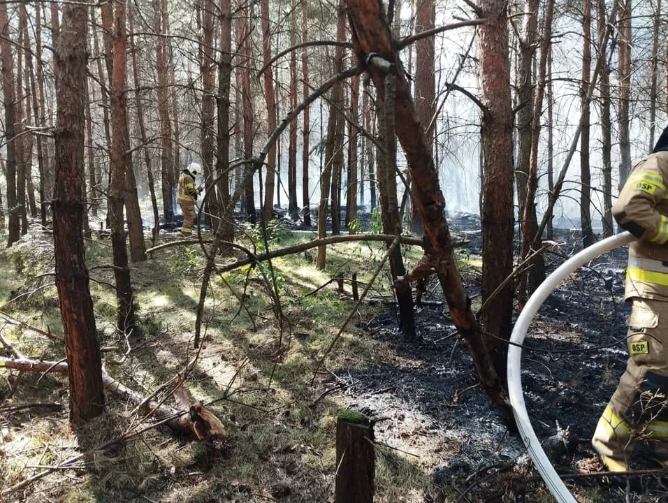 Pożar lasu pod Jarocinem