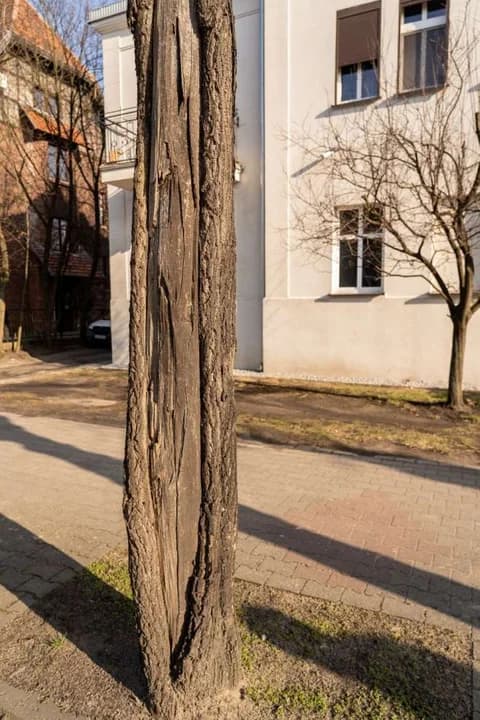 Drzew przy jarocińskich ulicach, które są remontowane — zdjęcie 2 z 6