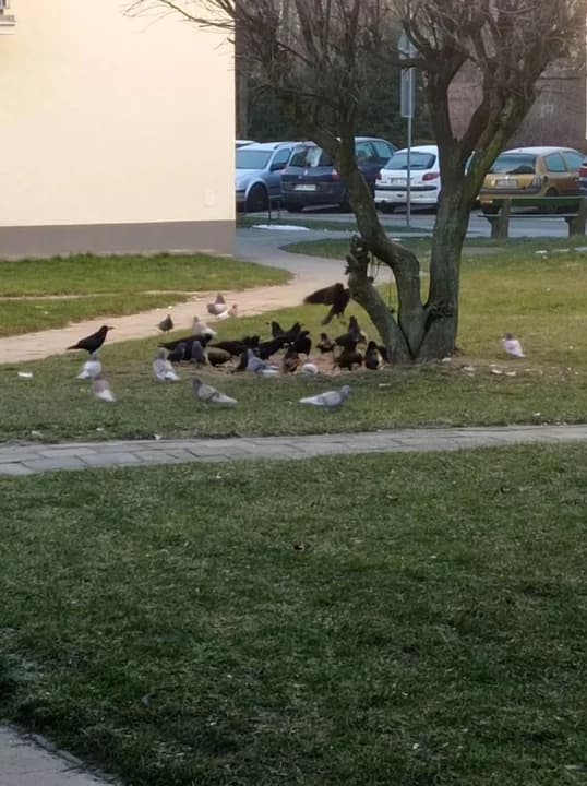 "Nie ma serca nie karmić gołąbków" - horror mieszkańców trzech bloków w Jarocinie — zdjęcie 2 z 27
