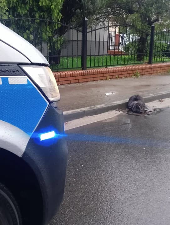 Nietypowy gość na ulicach Jarocina. Interweniowała policja i weterynarz — zdjęcie 3 z 3